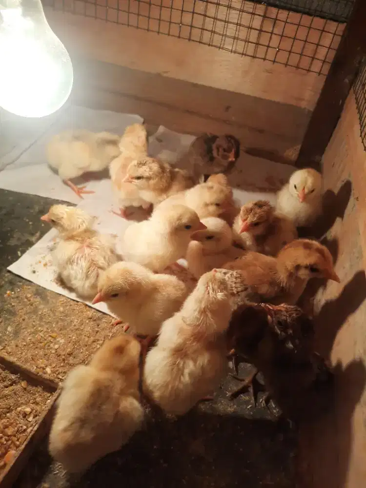 DOC Ayam KUB2 dan Arab Petelur