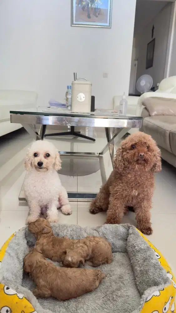 DIJUAL ANAKAN POODLE