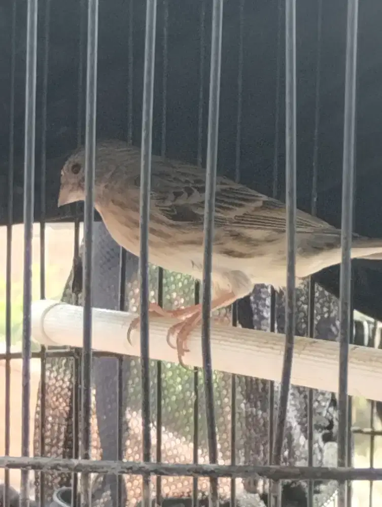Burung Blaken betina