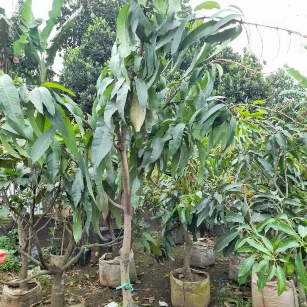 Tanaman mangga 2 meter