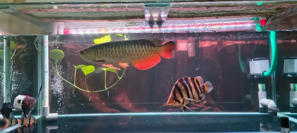 Arwana Golden Red
