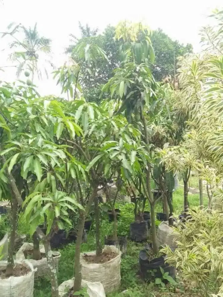 Pohon mangga 2 meter