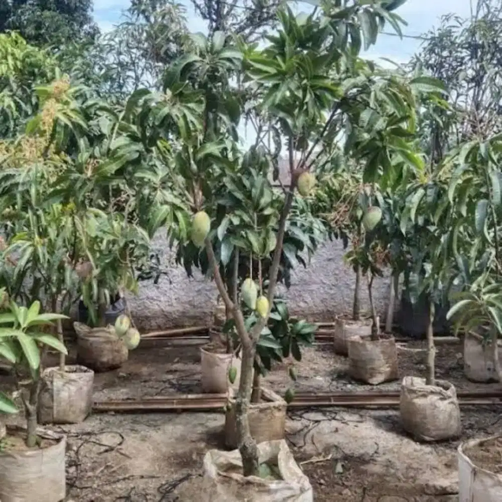 Tanaman / pohon mangga 1 - 3 meter