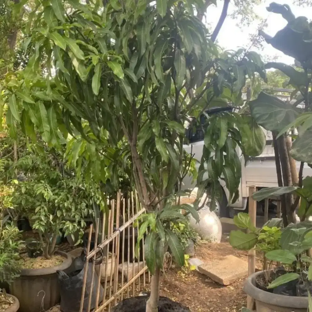 tanaman pohon mangga 1 - 3 meter