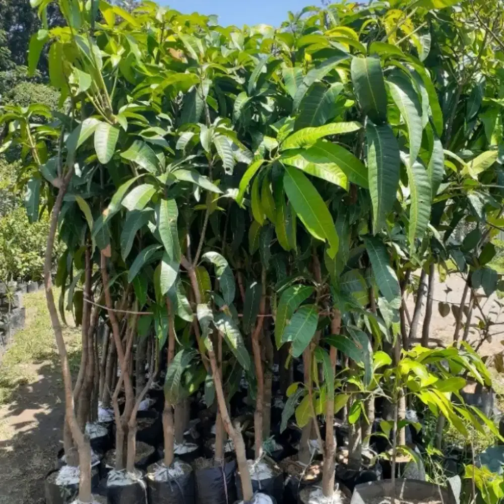 Tanaman / pohon mangga