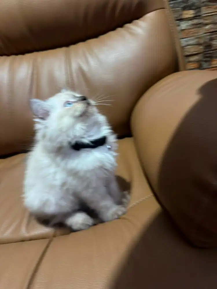 Kucing Kitten himalaya 3 bulan