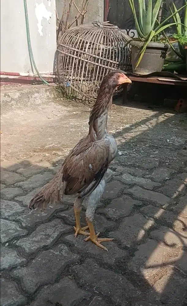 Ayam Bangkok Derean Shamo