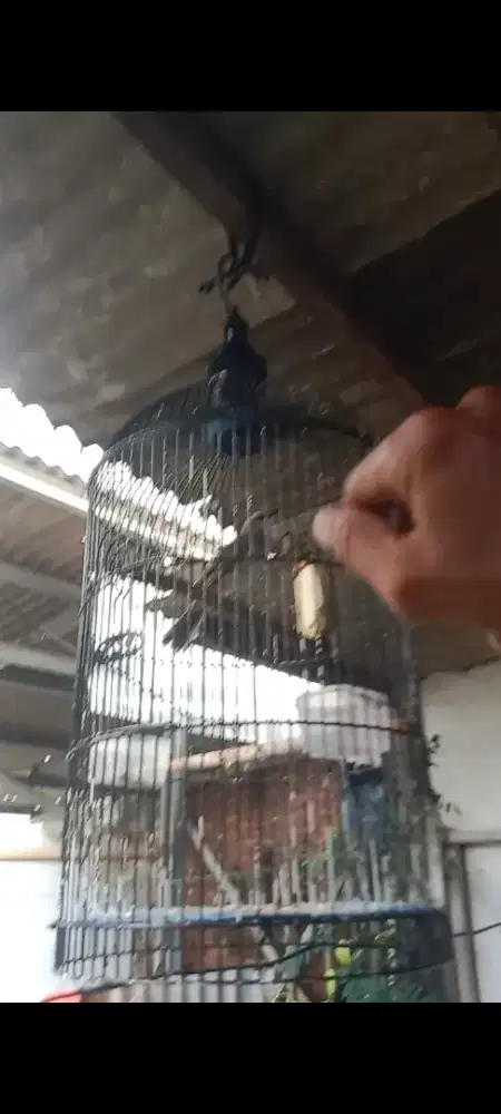 Trucukan ropel garuda jinak