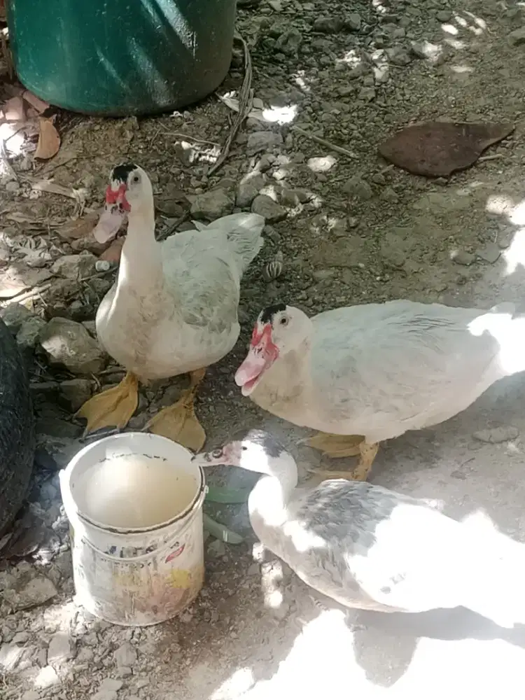 Bebek Entok Jumbo