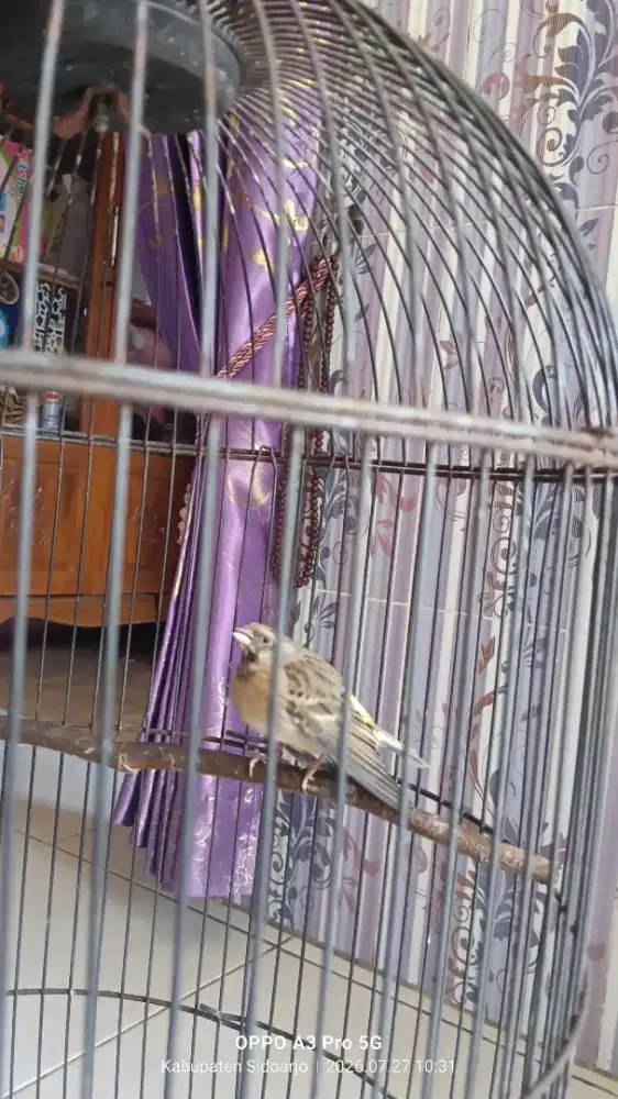 Burung blactroat