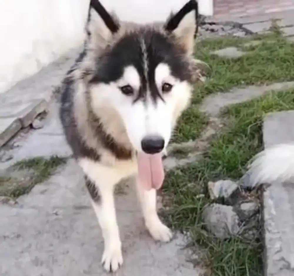 Anjing Husky Betina