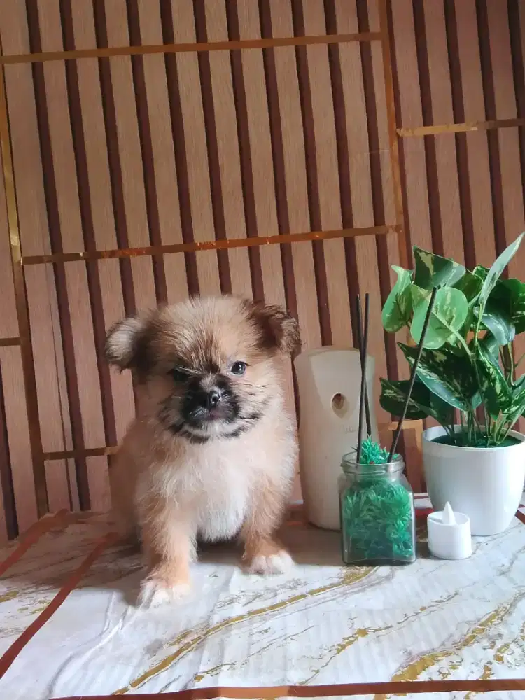 Anak anjing 2 bulan