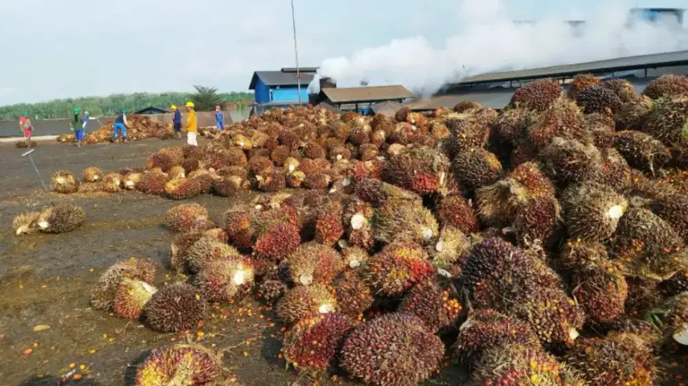 Loker sortasi sawit
