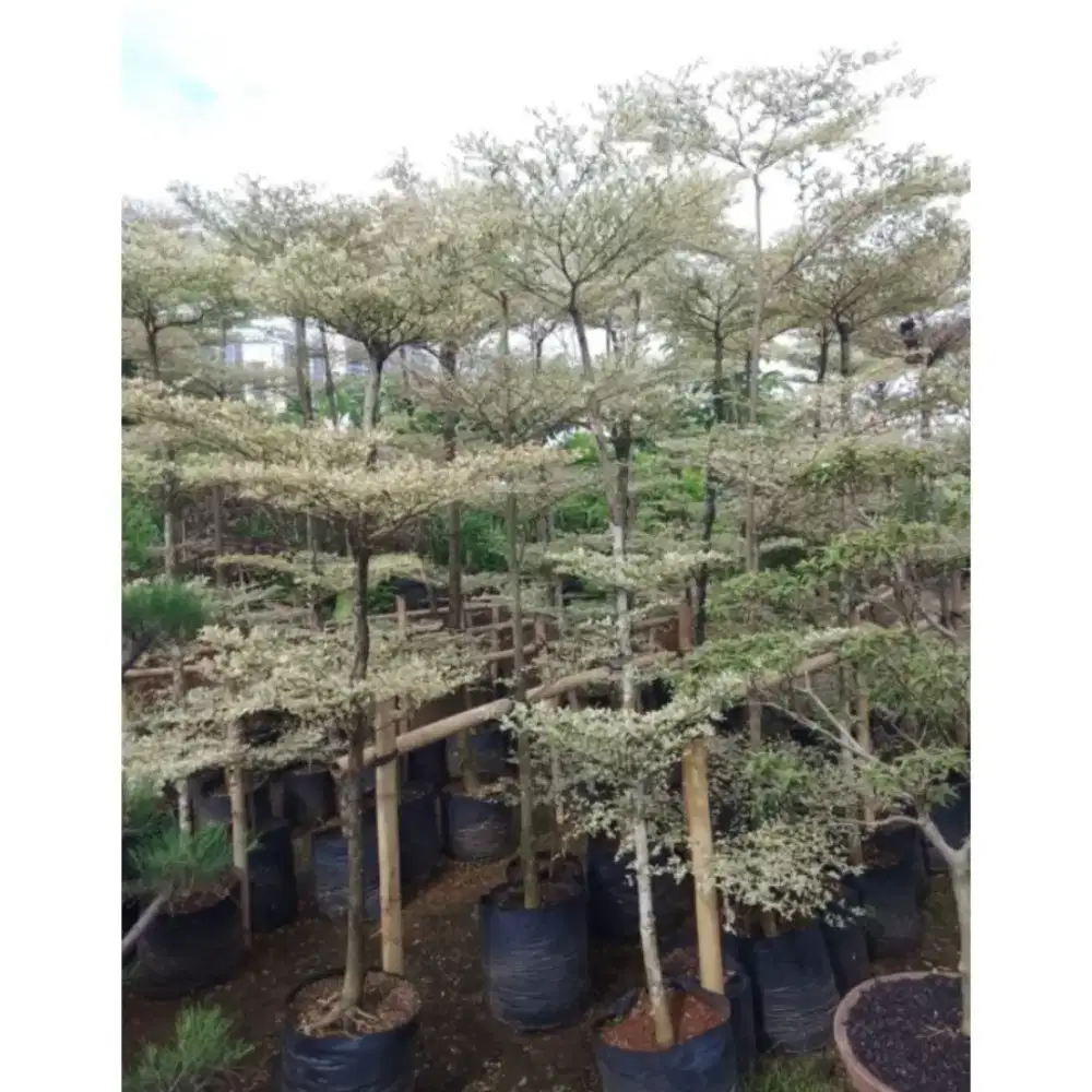 Tanaman ketapang kencana varigata