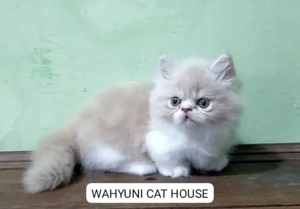 Munchkin betina