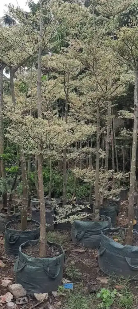 Tanaman / pohon ketapang kencana varigata