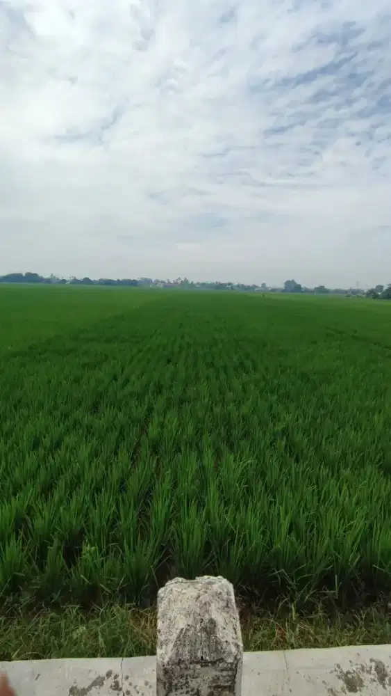Di jual tanah sawah strategis