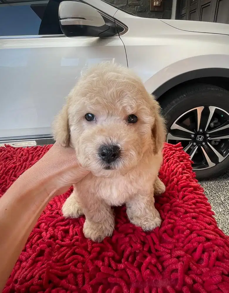 Anakan poodle jantan