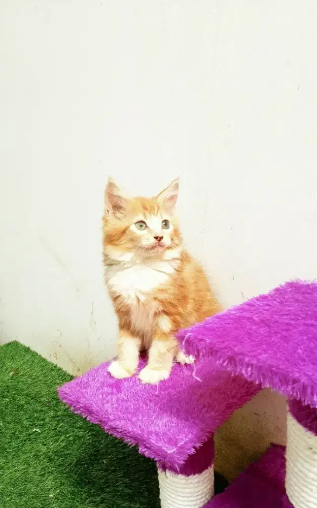 Kitten MaineCoon Betina Pure No mix. Induk Ped CFA Maine Coon