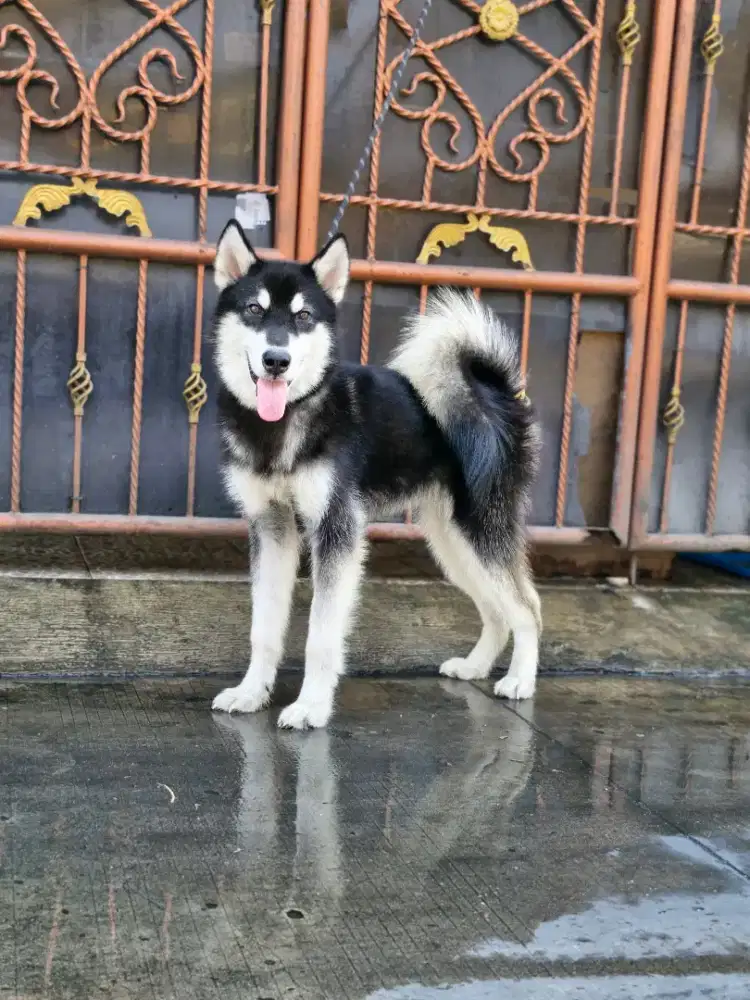 Alaskan malamute