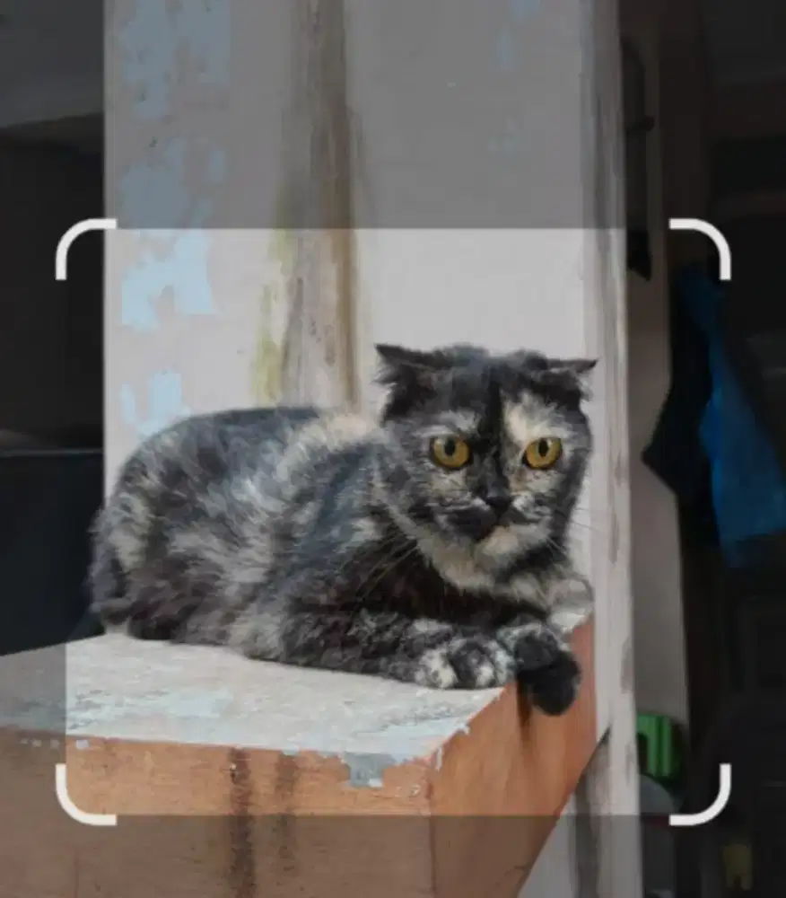 Kucing Ras  Scotissh
