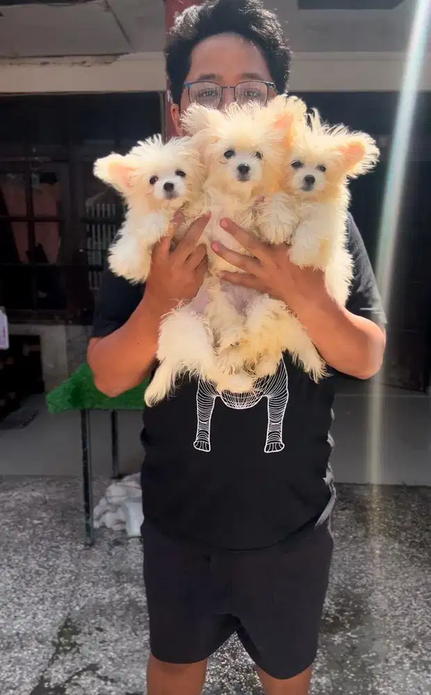 Jual Anjing Asli Maltipom (betina)