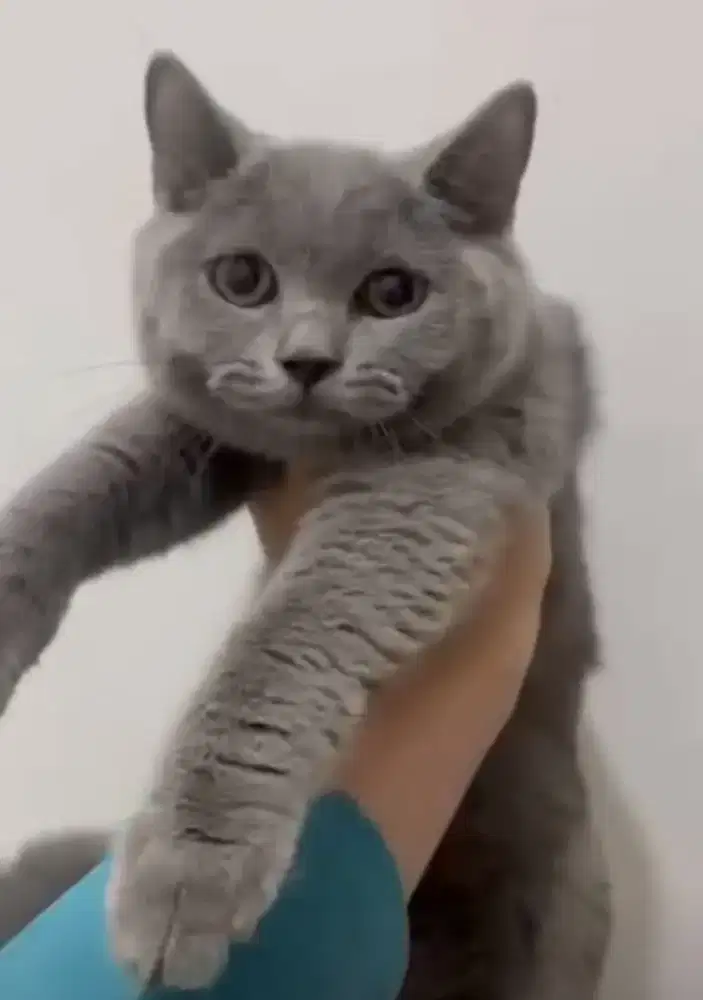 Kitten BSH blue