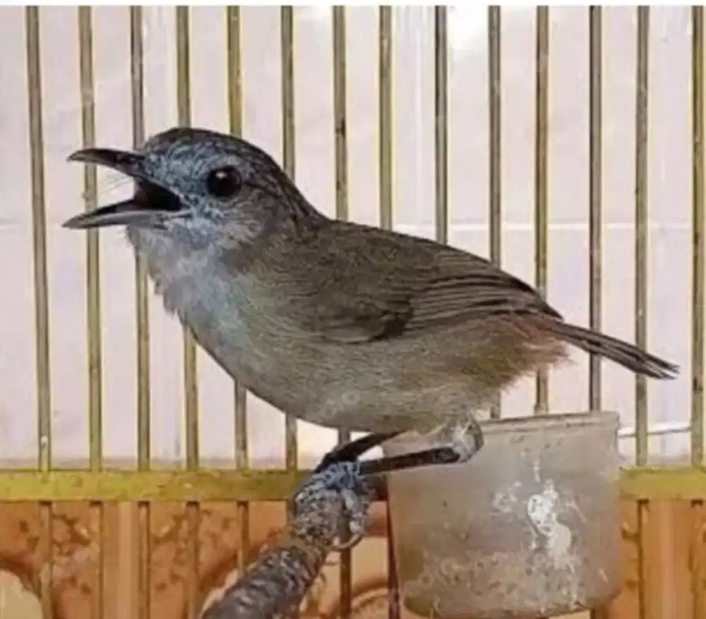 Burung Planduk semak