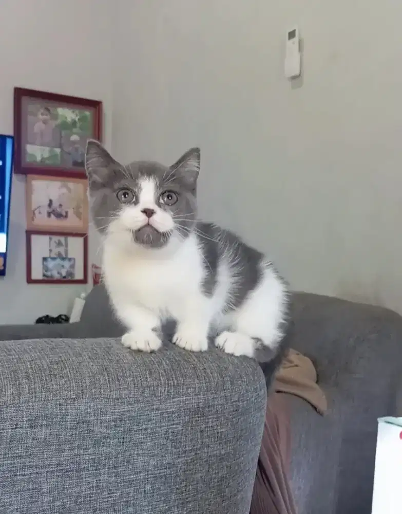 MUNCHKIN BSH BICOLOUR