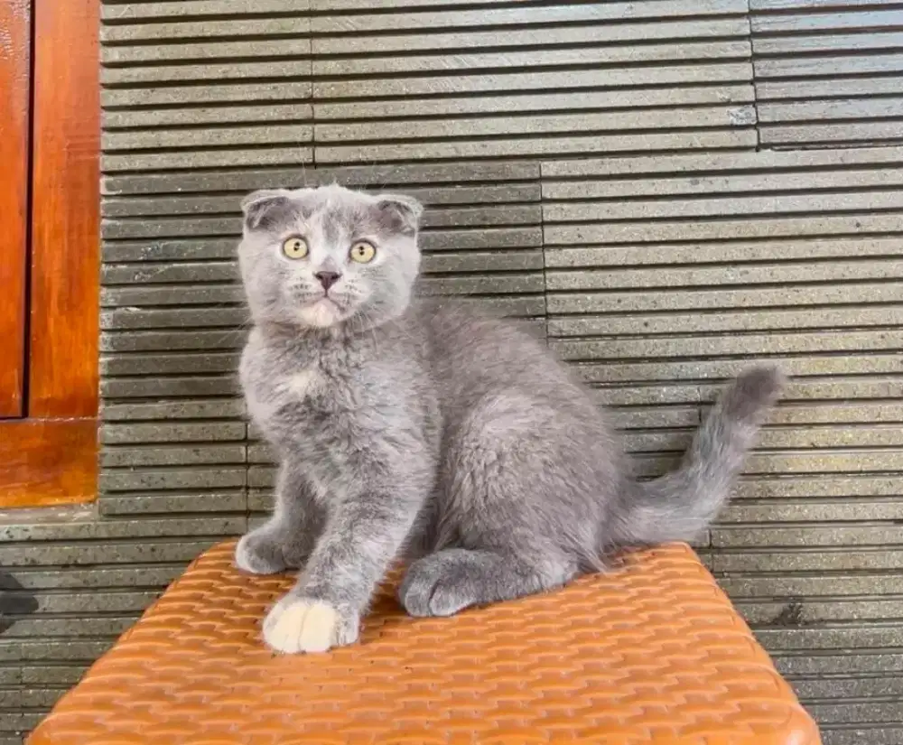 Kitten Scotish Fold