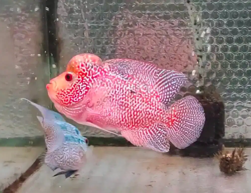ikan golden base cencu indukan sudah lulus gesek 14cm an gen bagus