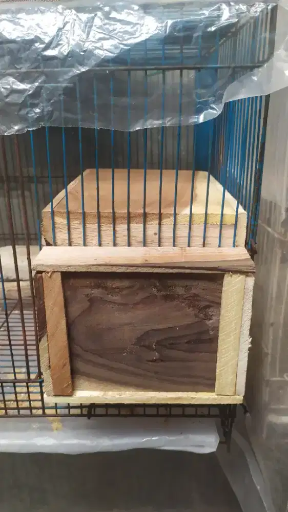 Glodok kaca lovebird/parkit