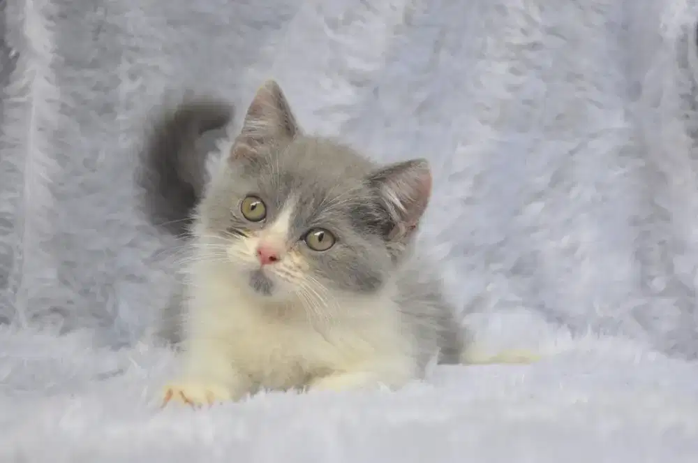 Bsh bico blue jantan