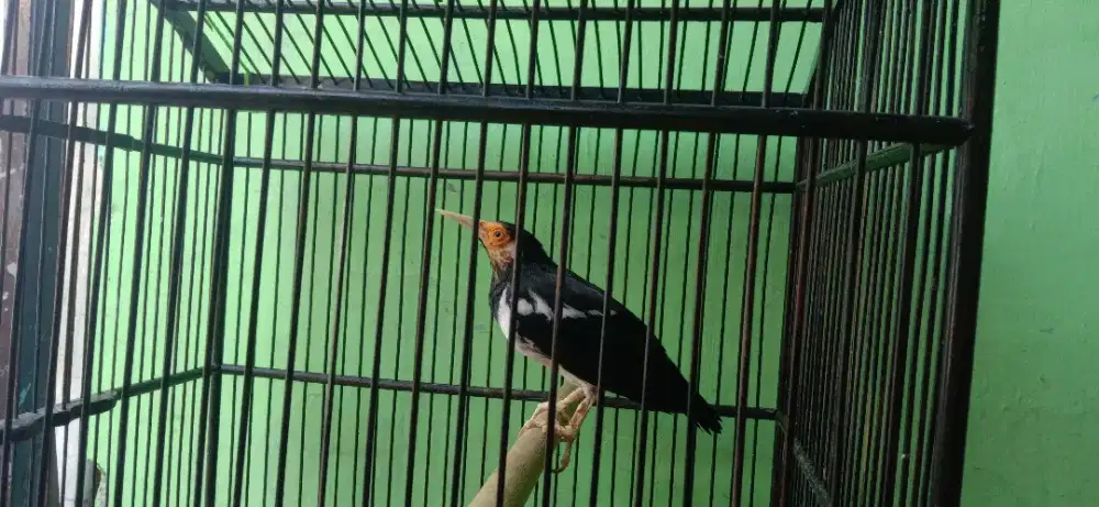 Burung jalak suren gacor