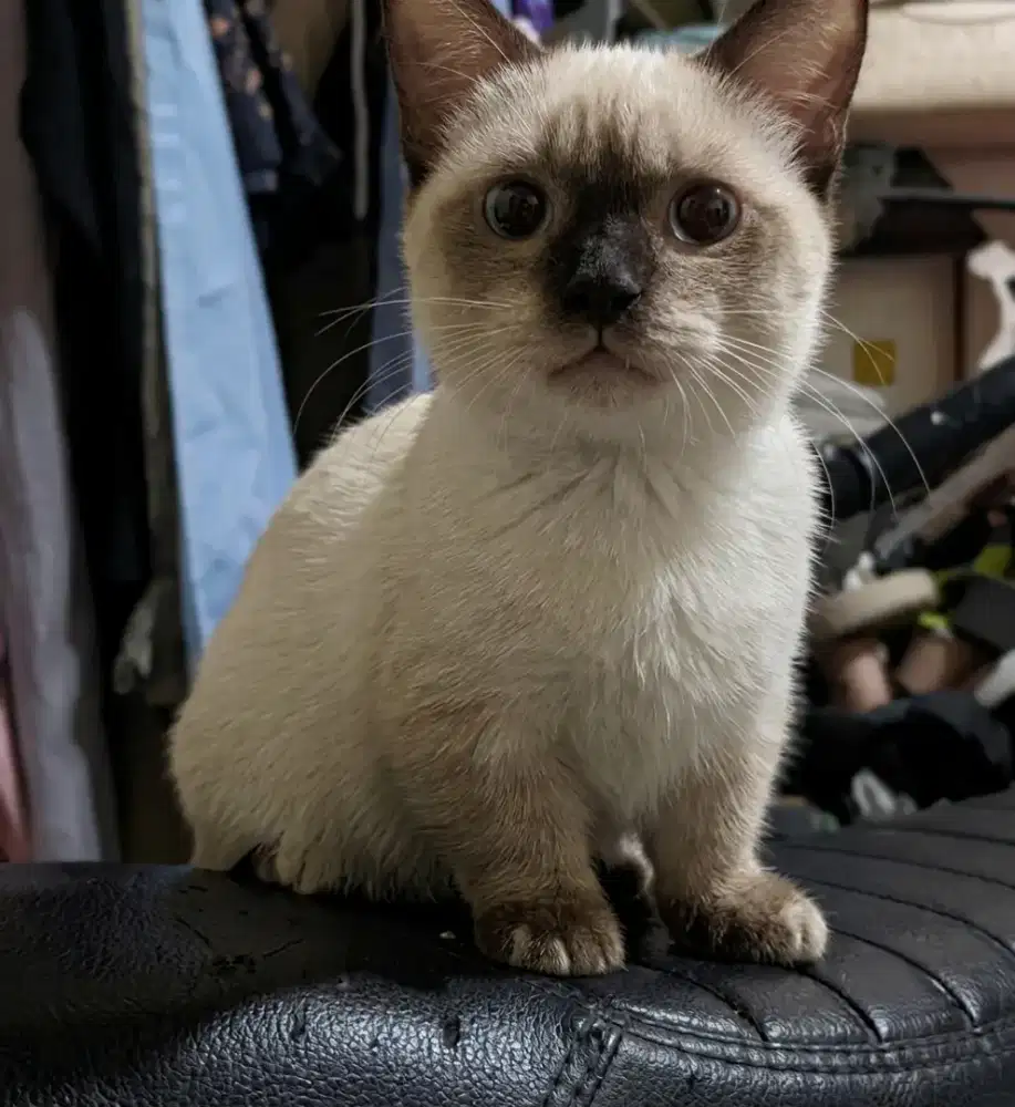 Muchkin himalaya