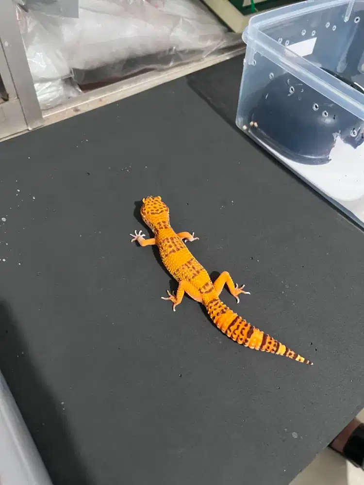 Gecko Sunspot & Tremper Lavender