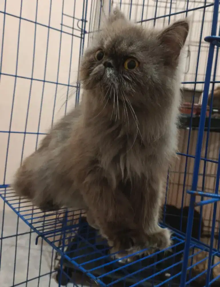 Kucing persia peaknose LH