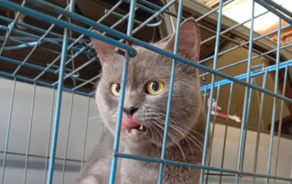 Kucing jantan Britis shortair