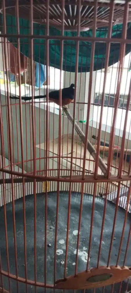 Burung murai dan kenari