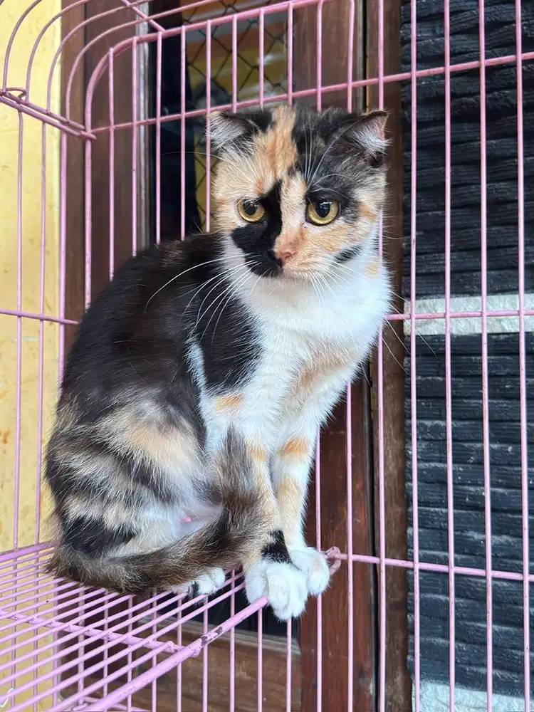 Kucing scottish fold HAMIL sama munchkin cebol