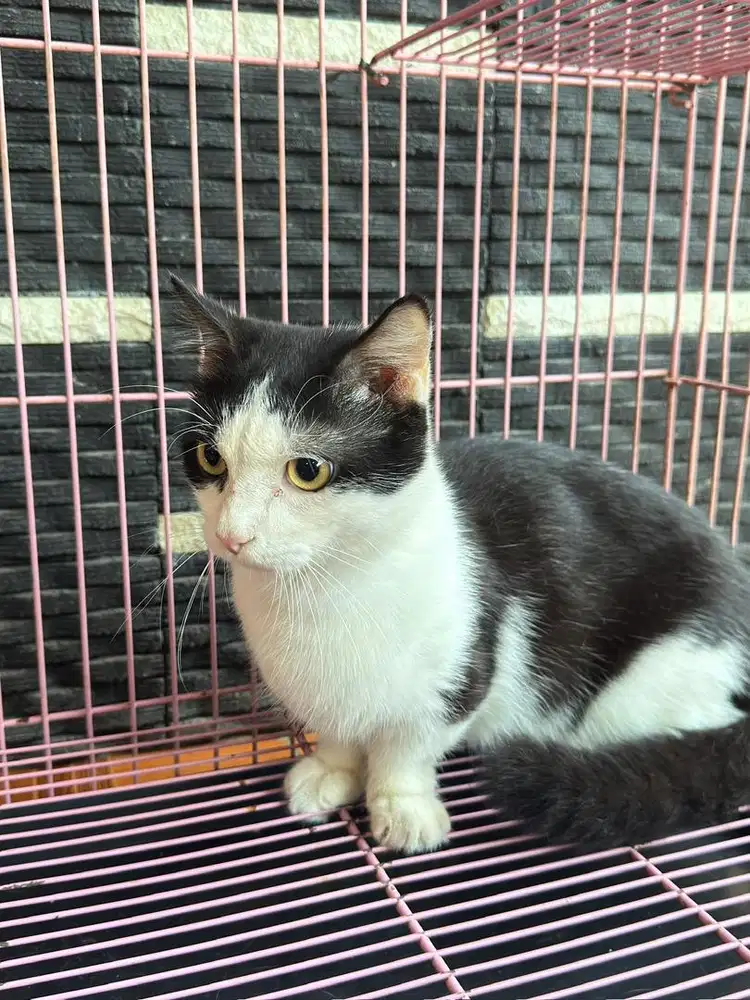 Munchkin cebol jantan pinter kawin