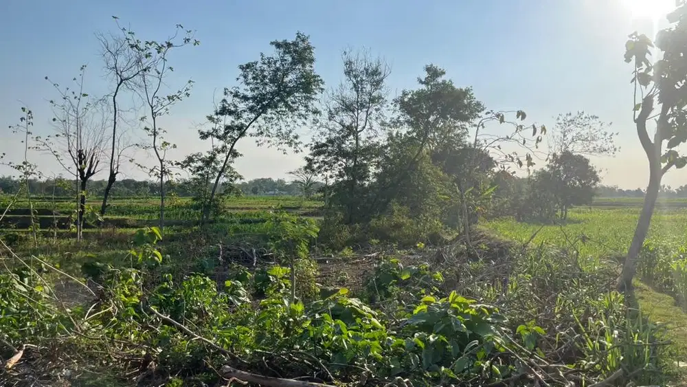 Tanah Strategis 1.750 m² Dekat Sawah | Cocok Investasi & Rumah