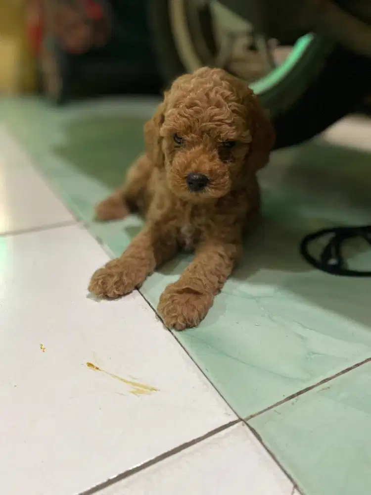 Toy poodle jantan dan betina