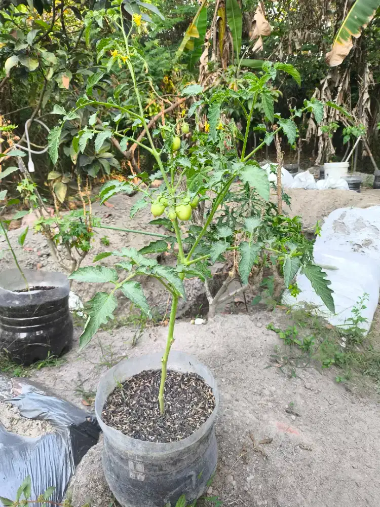 Tomat Buah Sayur Pot Galon Subur Hiasan Taman