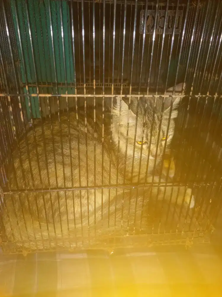 Kucing anggora hair long