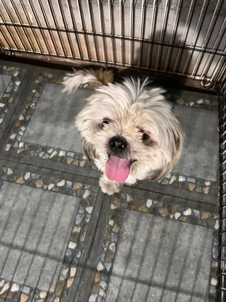 Anjing Shitzhu jantan