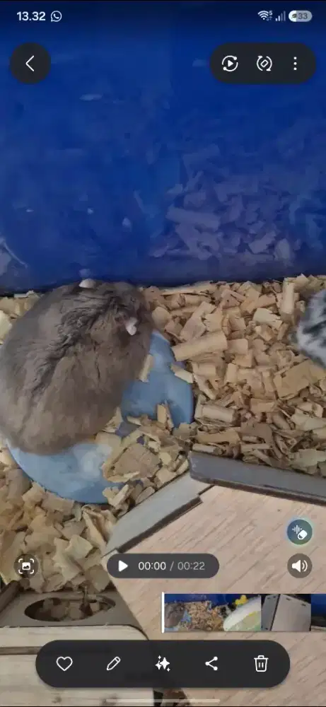 Hamster dewasa ada 7 yg kecil ada 4