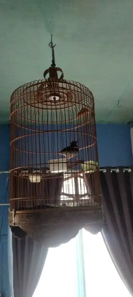 Anis kembang + sangkar