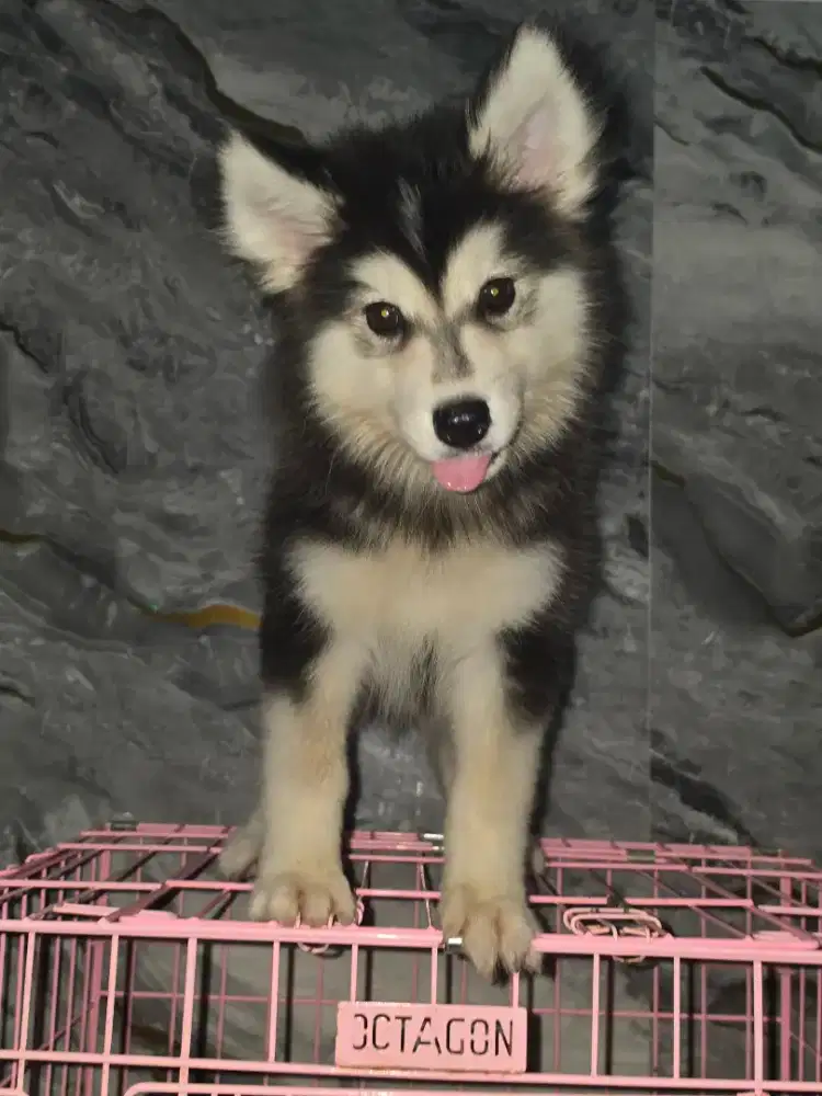 Alaska malamute