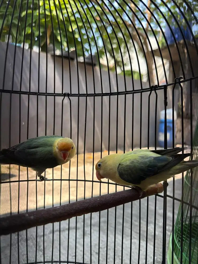 BURUNG LOVEBIRD 3 ekor